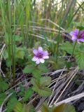 Rubus arcticus