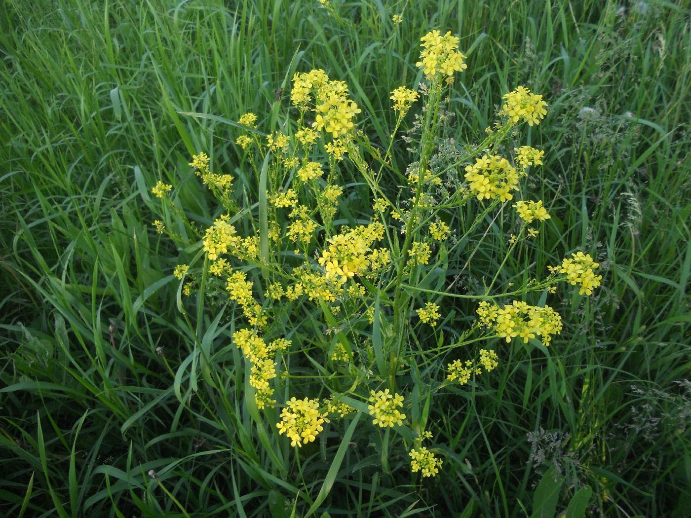 Image of Bunias orientalis specimen.