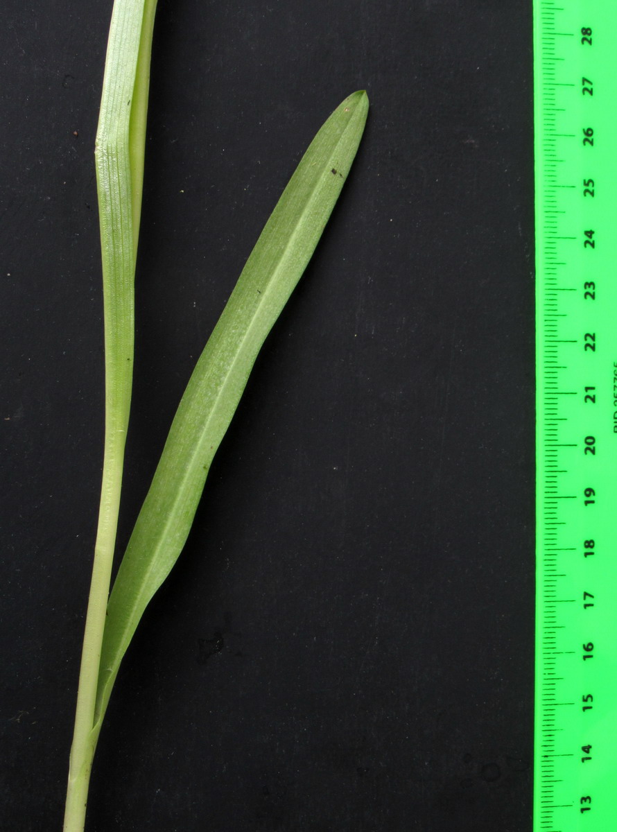 Image of Dactylorhiza russowii specimen.