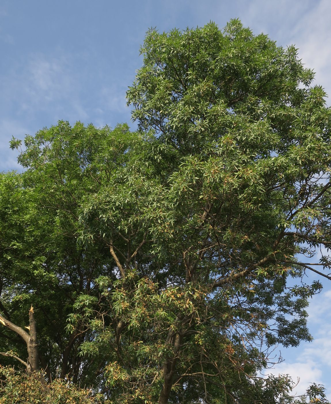 Изображение особи Fraxinus excelsior.