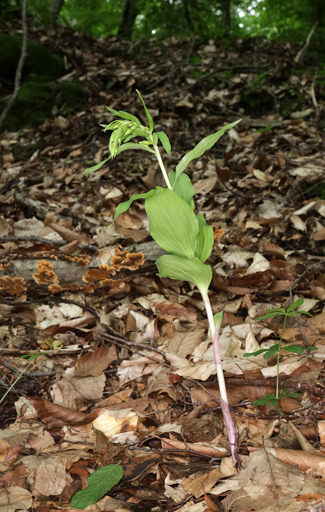 Image of genus Epipactis specimen.