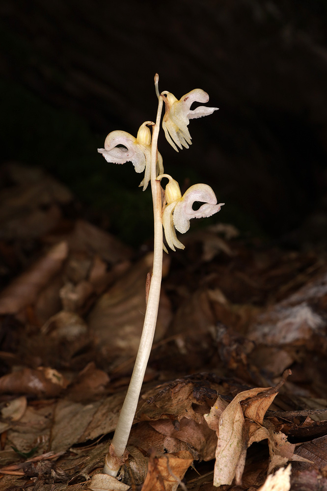 Image of Epipogium aphyllum specimen.