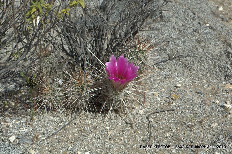 Изображение особи Echinocereus engelmannii.