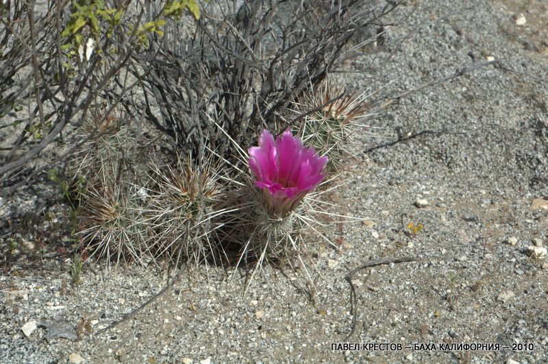 Image of Echinocereus engelmannii specimen.