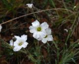 genus Minuartia