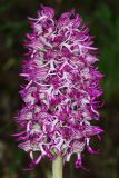 Orchis × angusticruris гибридный подвид transcaucasica. Соцветие. Дагестан, Карабудахкентский р-н, окр с. Агачаул, хр. Нарат-Тюбе, по дну промоины в дубовом лесу ок. 200 м выс., н. у. м. 25 апреля 2023 г.
