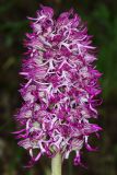 Orchis &times; angusticruris nothosubsp. transcaucasica