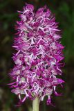 Orchis × angusticruris гибридный подвид transcaucasica