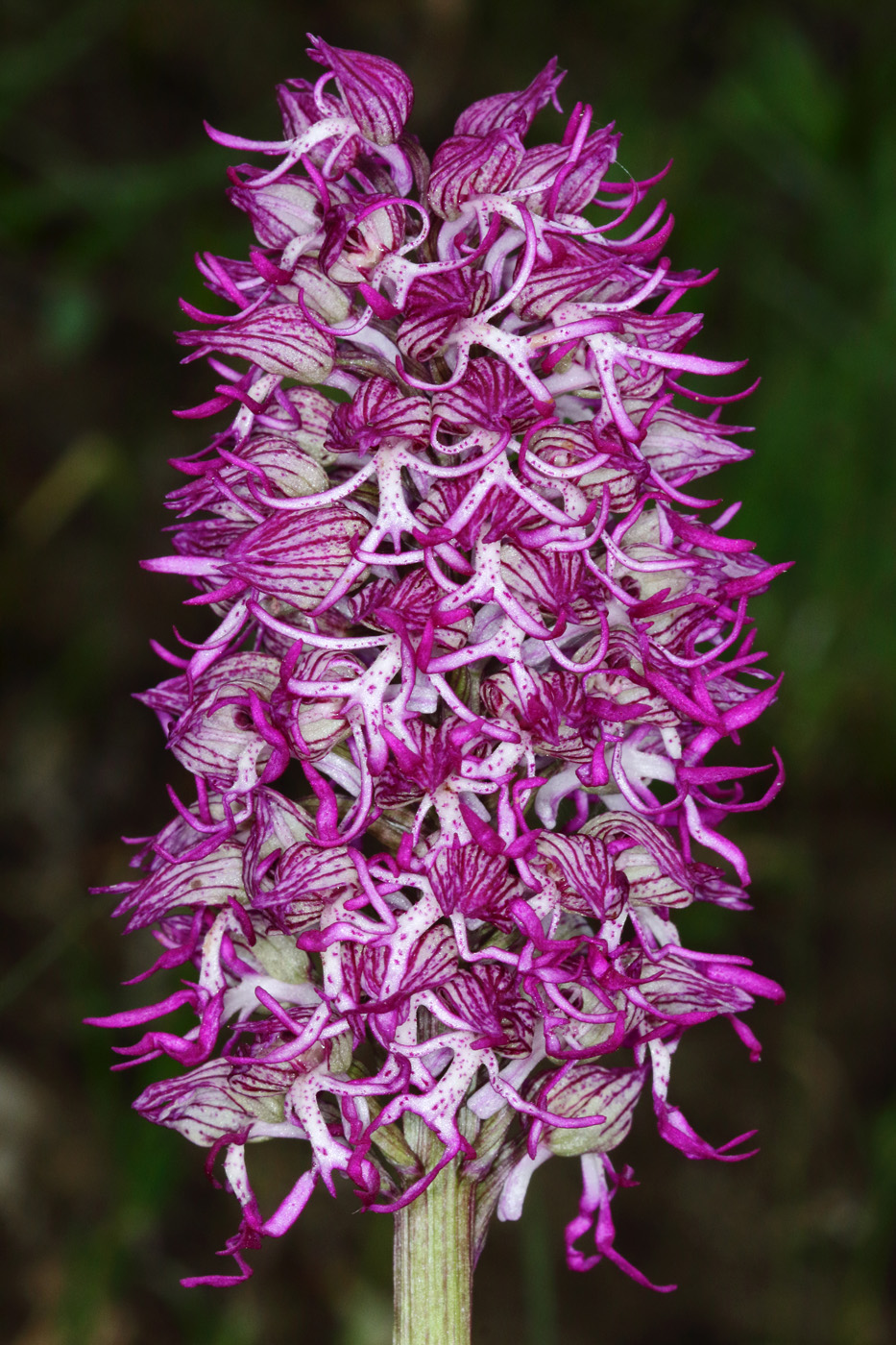 Изображение особи Orchis &times; angusticruris nothosubsp. transcaucasica.