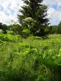 Heracleum sosnowskyi