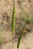 Cynosurus cristatus