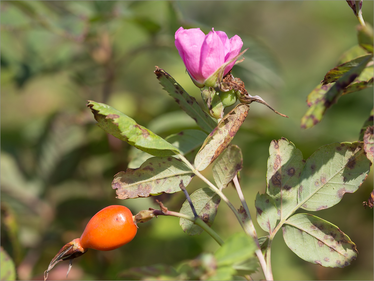 Изображение особи род Rosa.