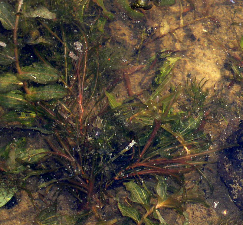 Image of Potamogeton obtusifolius specimen.