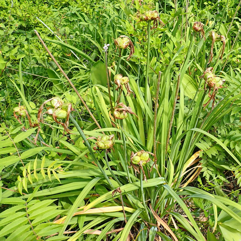 Изображение особи Hemerocallis middendorffii.