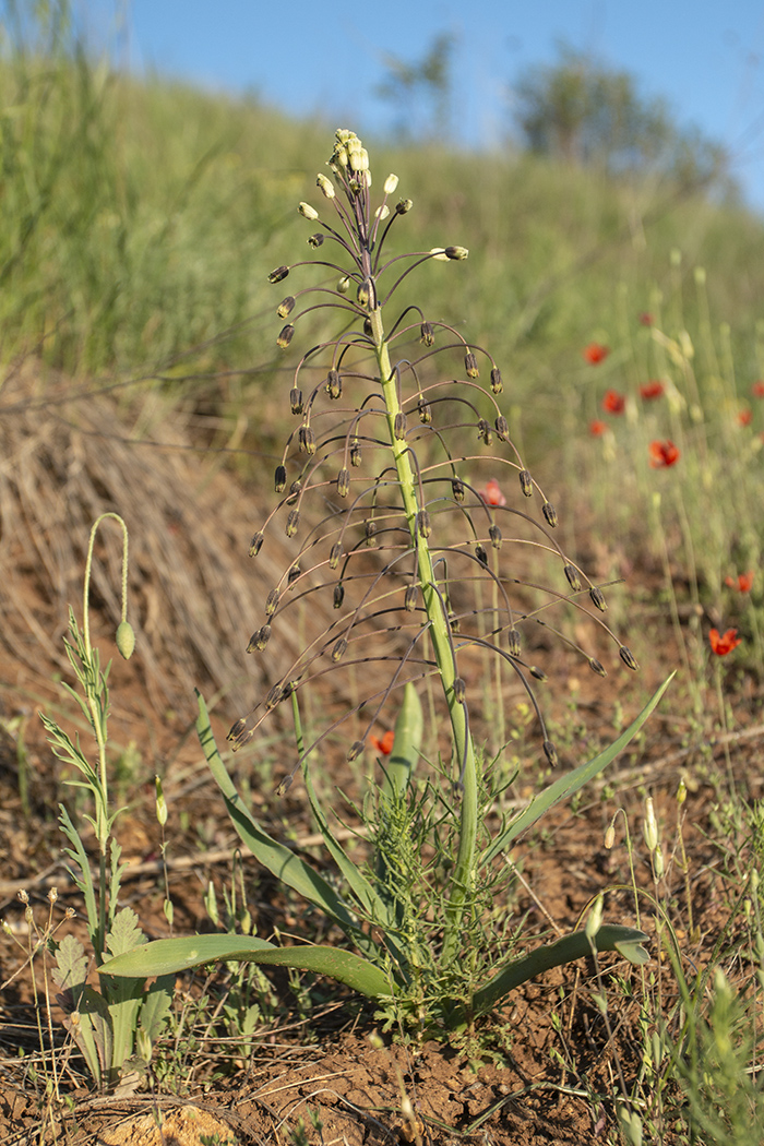 Image of Bellevalia sarmatica specimen.