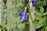 Clitoria ternatea. Часть побега с цветком и плодом. Таиланд, Бангкок, Донмыанг, жилой квартал, у забора, в культуре. 11.09.2023.