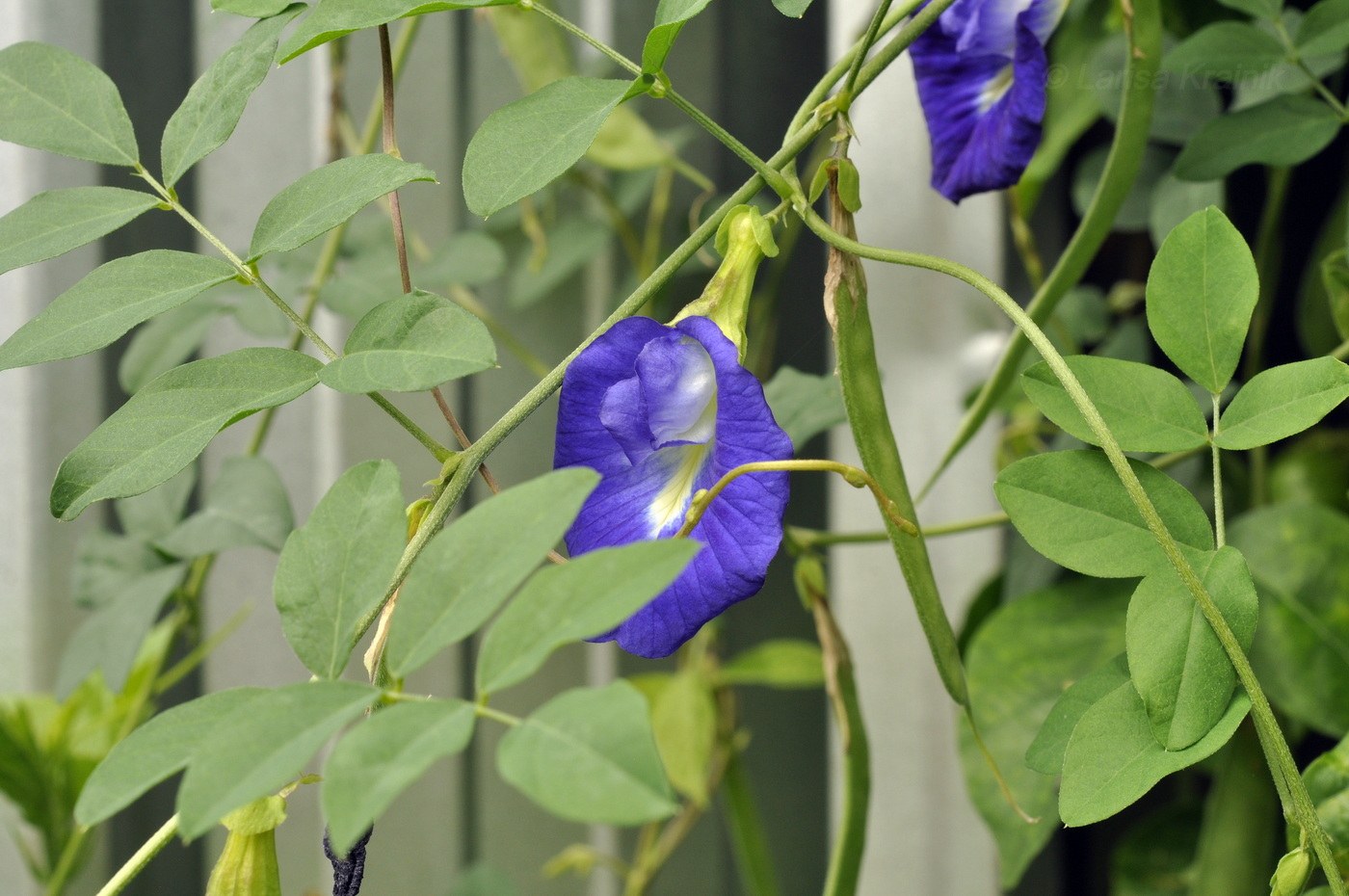 Изображение особи Clitoria ternatea.