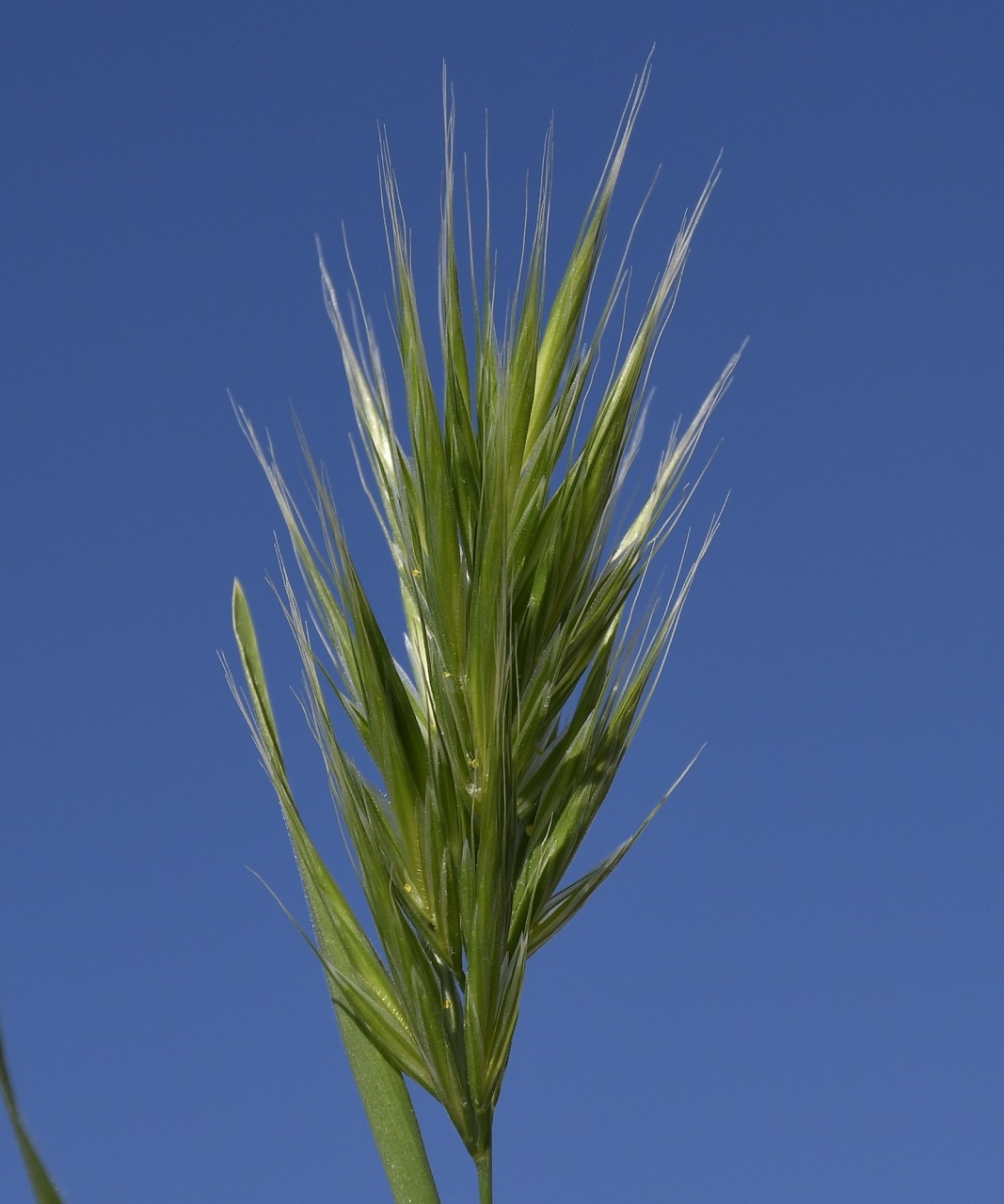 Image of Anisantha rubens specimen.