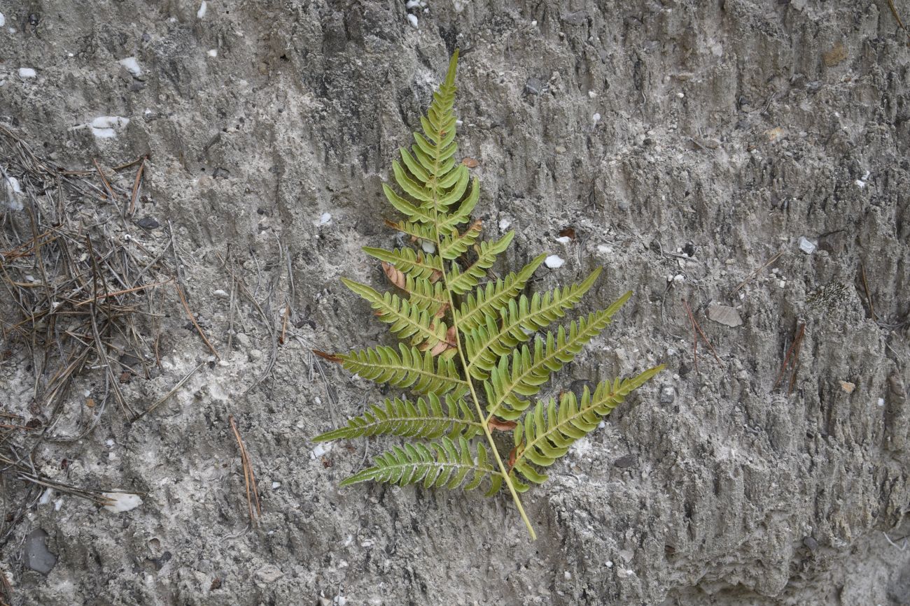 Изображение особи Pteridium aquilinum.