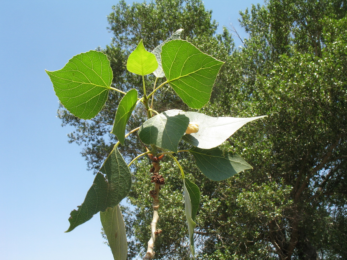 Изображение особи Populus afghanica.