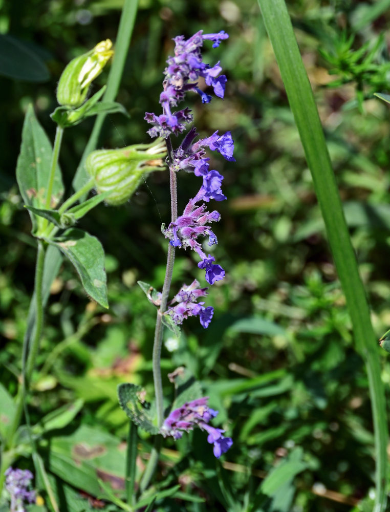 Изображение особи Nepeta mussinii.