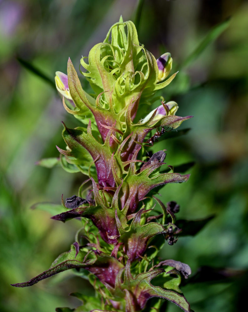 Image of Melampyrum chlorostachyum specimen.