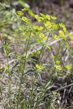 Euphorbia biumbellata. Верхушки побегов с соцветиями. Испания, автономное сообщество Каталония, провинция Жирона, комарка Баш Эмпорда, муниципалитет Калонже, обочина дороги. 22.03.2024.