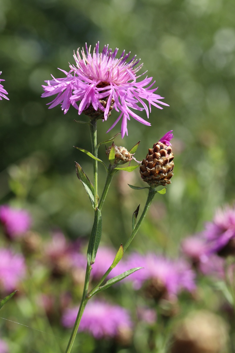 Изображение особи Centaurea jacea.