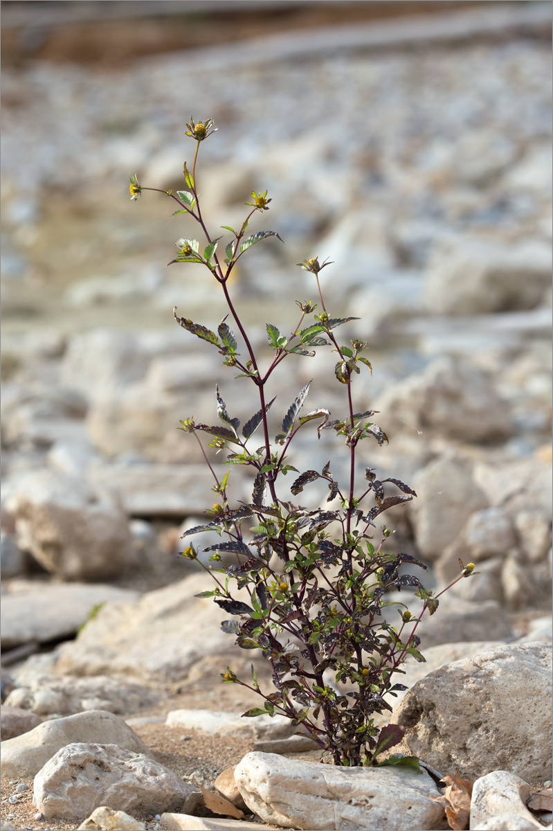Image of Bidens frondosa specimen.