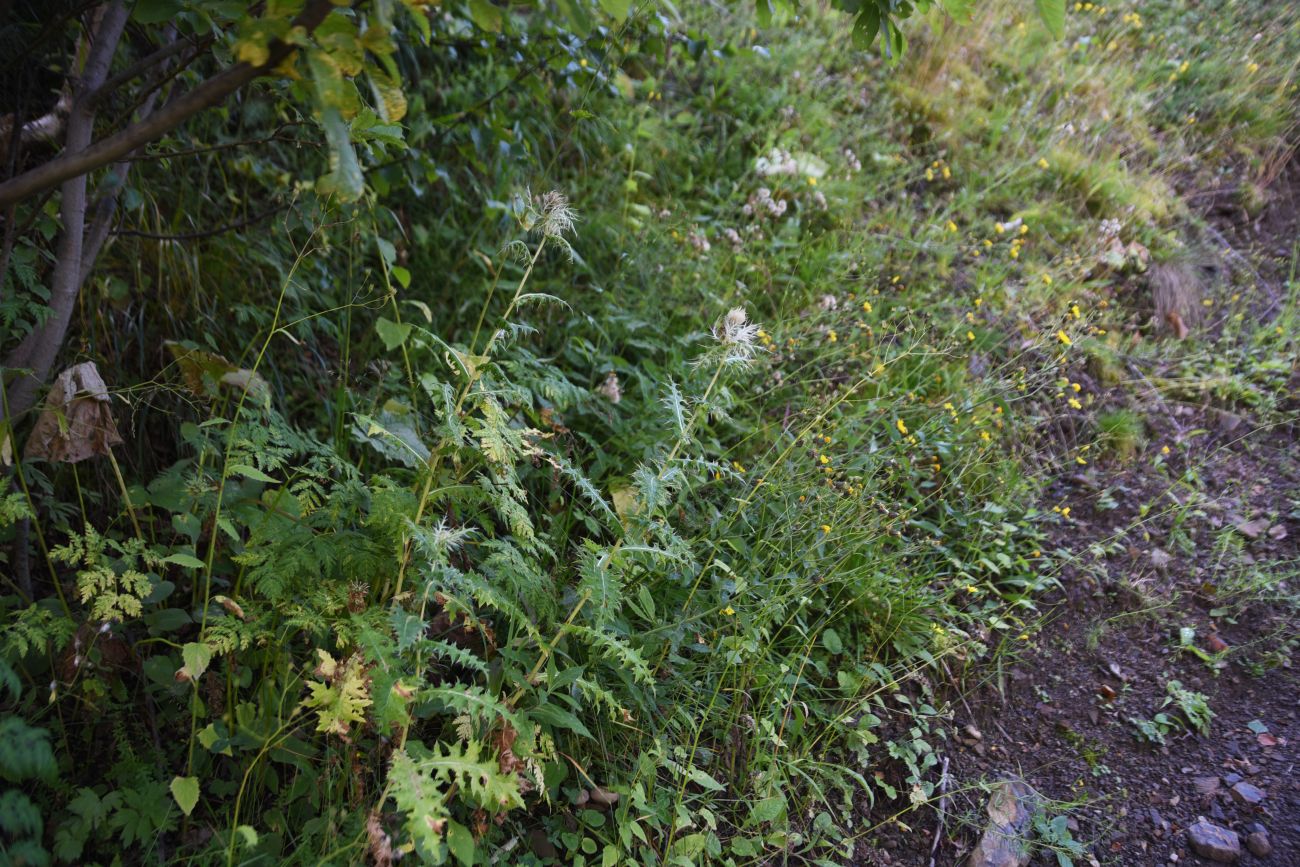 Изображение особи Cirsium obvallatum.