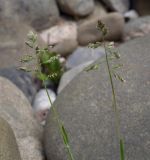 Poa annua. Соцветия. Абхазия, Гудаутский р-н, Мюссерский лесной массив, русло р. Риапши, обезвоженный участок реки. 12.04.2024.