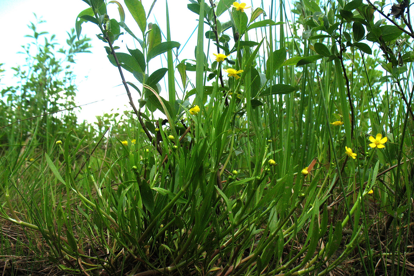 Изображение особи Ranunculus flammula.