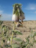 Onosma staminea. Верхушка побега с соцветием. Казахстан, Мангистауская обл., Каракиянский р-н, Устюртский запов.; разрушенные останцы у юго-зап. части впадины Карын-Жарык, окр. род. Онере, загипсованные глины. 9 мая 2024 г.