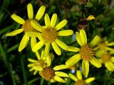 Senecio erraticus