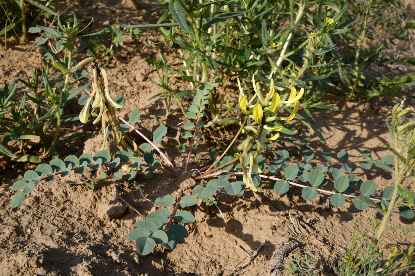 Image of Astragalus flexus specimen.