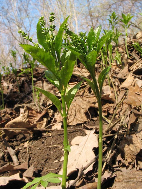 Изображение особи Mercurialis perennis.