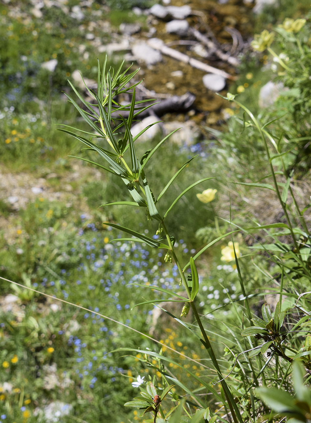 Image of Polygonatum verticillatum specimen.