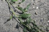 Lepidium latifolium