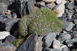 Acantholimon pamiricum. Зацветающее растение. Таджикистан, Горно-Бадахшанская автономная обл., Рушанский р-н, хр. Музкол, Сарезское оз., Усойский завал, скопление мелкозёма и гальки среди крупноглыбового обломочного материала. 29 июня 2024 г.