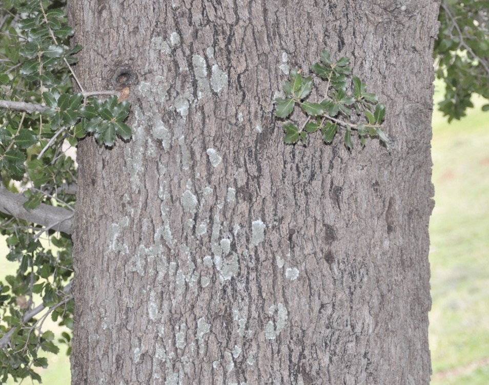 Изображение особи Quercus coccifera.