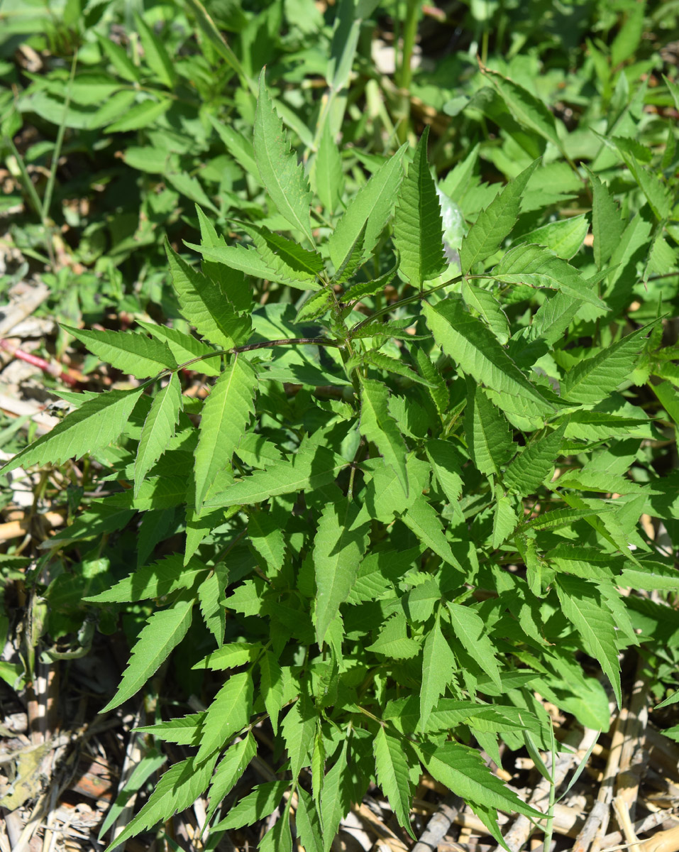 Image of Bidens frondosa specimen.