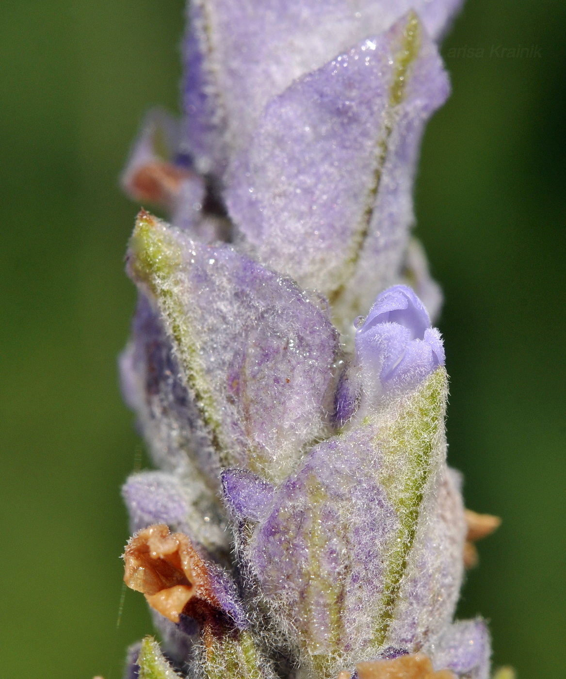 Image of Lavandula dentata specimen.