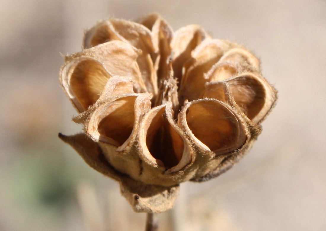 Image of Abutilon fruticosum specimen.