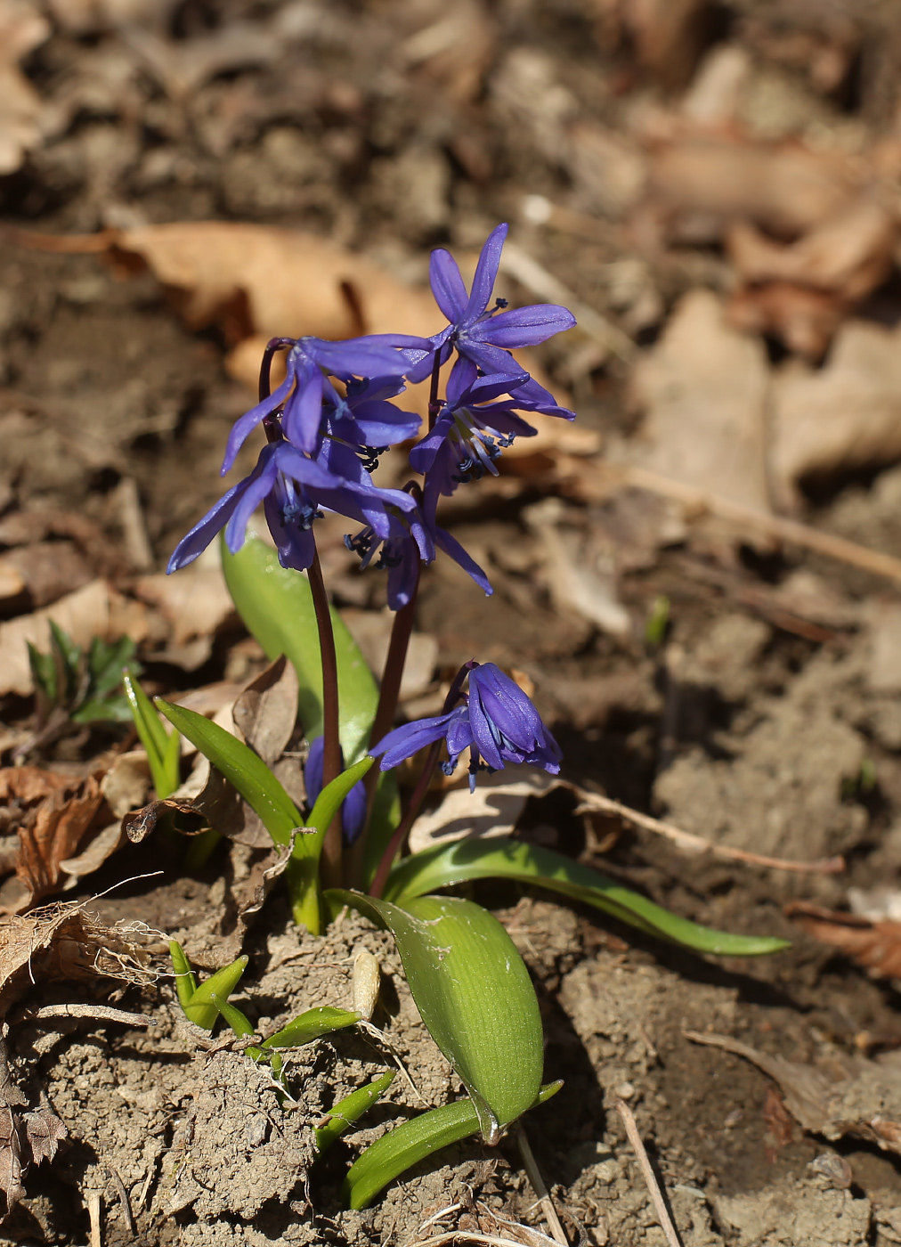 Изображение особи Scilla siberica.