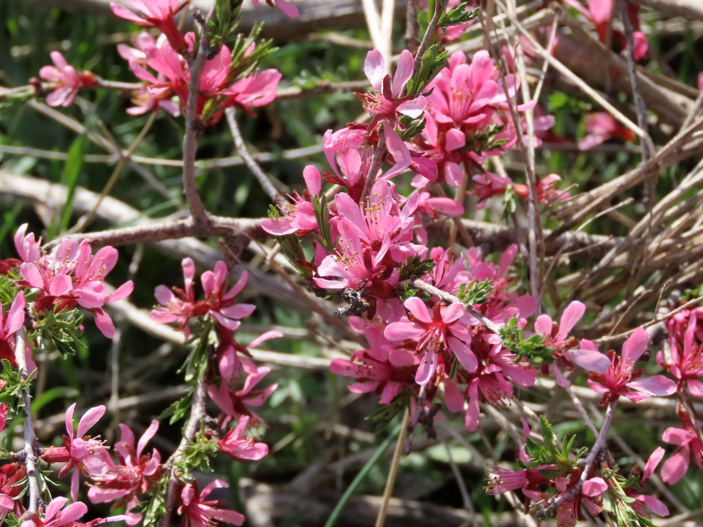 Image of Cerasus verrucosa specimen.