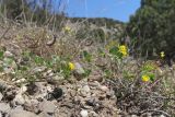 Medicago rigidula