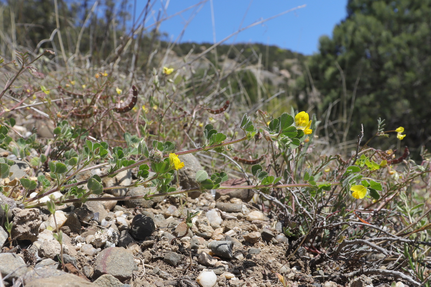 Image of Medicago rigidula specimen.