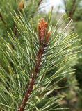 Pinus densiflora