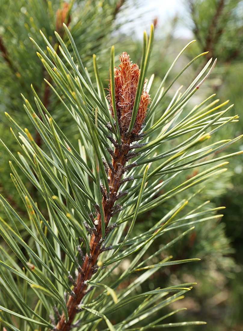 Image of Pinus densiflora specimen.