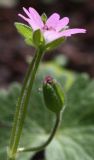 Geranium molle. Цветок. Израиль, г. Кирьят-Оно, газон. 19.02.2011.